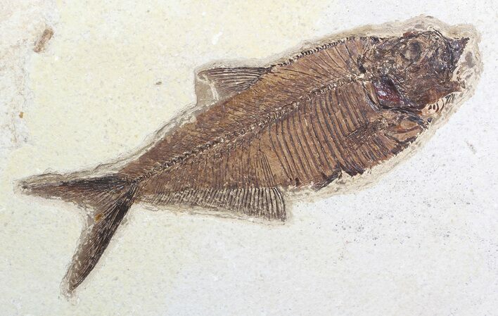 Diplomystus Fish Fossil - Green River Formation #62669